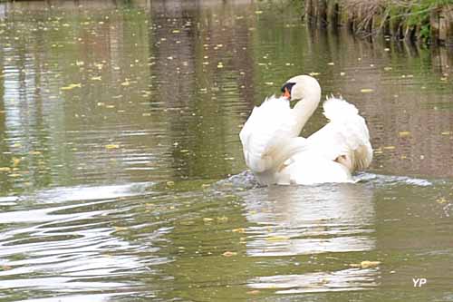 Camping Aux Cygnes d'Opale