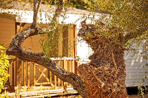 Camping l'Olivier