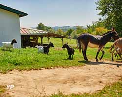 Camping La Ferme des 4 Chênes (doc. Camping La Ferme des 4 Chênes)